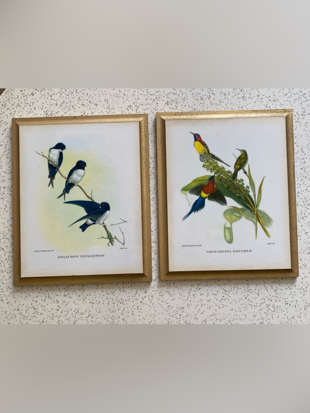 Vintage Kentucky Art Plaques Bird Prints Gold Trim Wall Decor Set